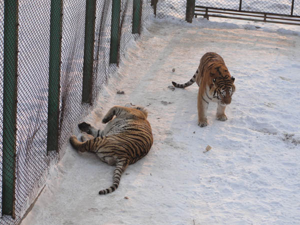 Tiger Park Harbin